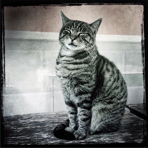 Robin Davis Photography - Italy Cat - Little Prints on Metal