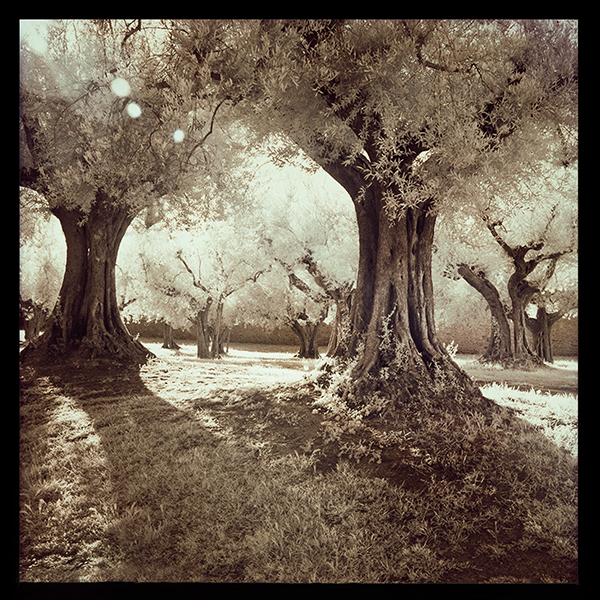 Magical Olive Tree Grove italy cortona center of photography photo workshop tuscany trees